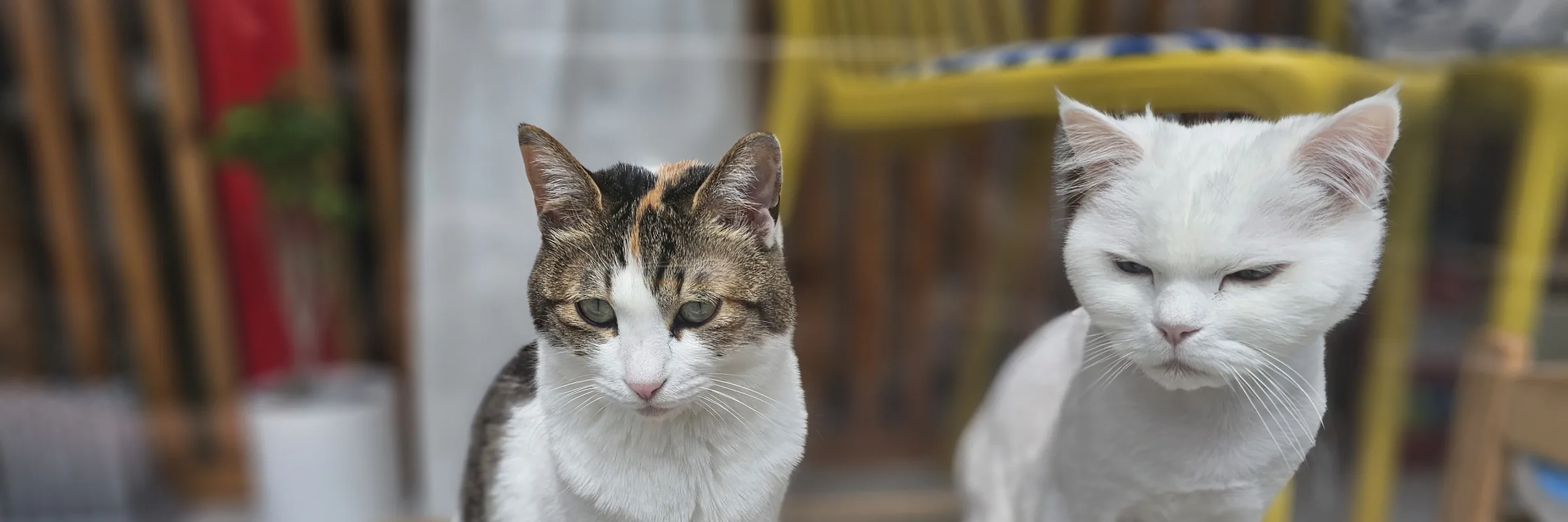 스크래처 위에 앉은 고양이 두 마리