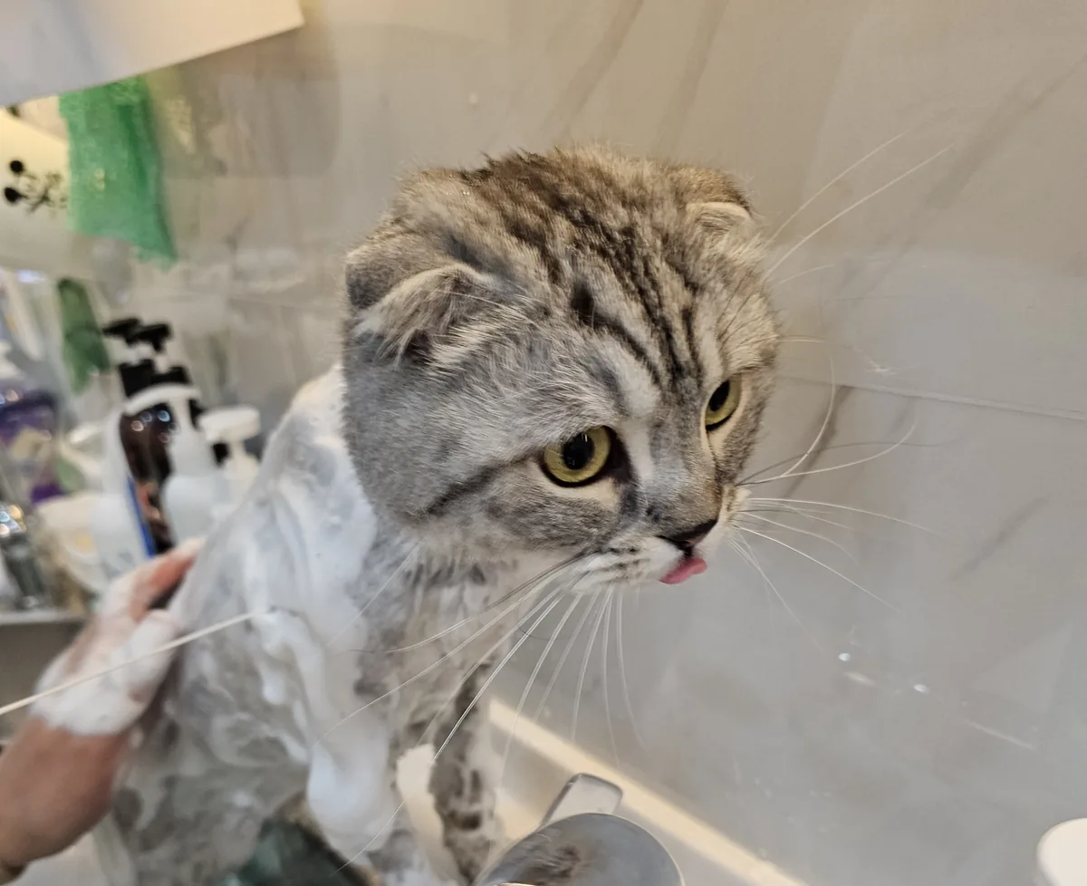 목욕 중인 고양이