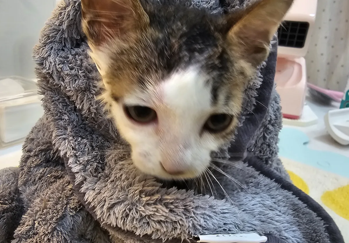 수건을 두른 고양이