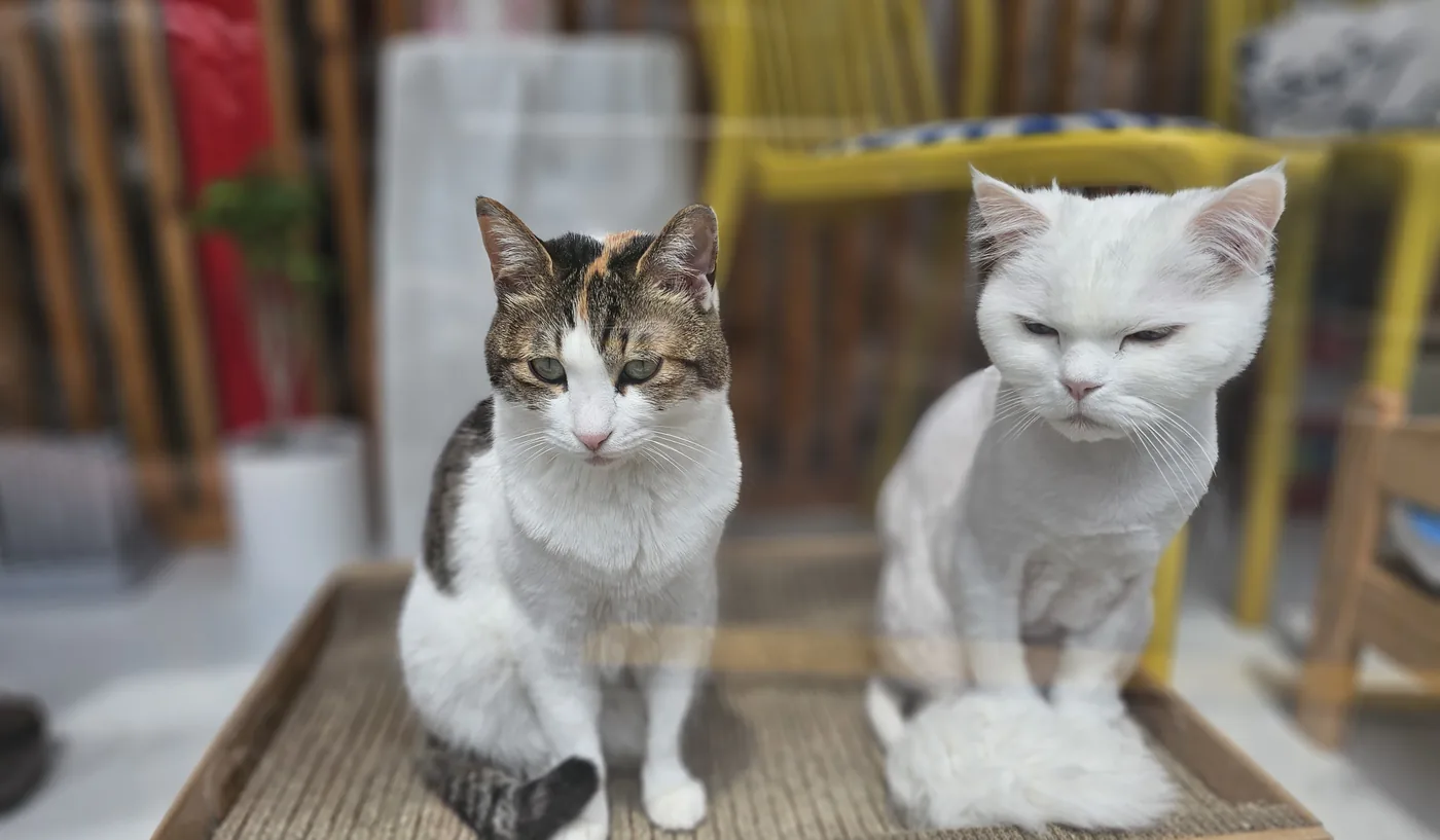 스크래처 위의 고양이 두 마리