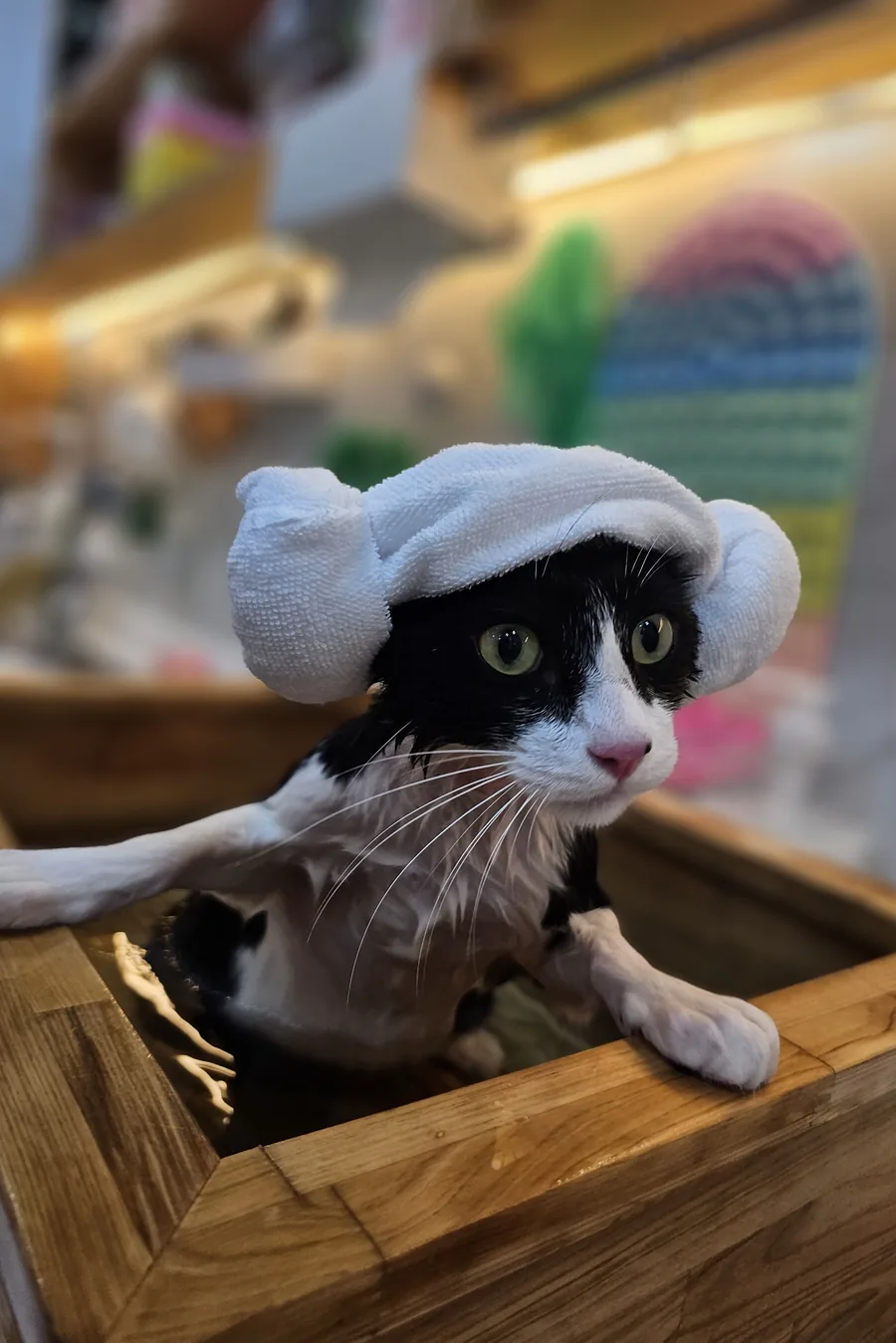수건 모자를 쓴 고양이