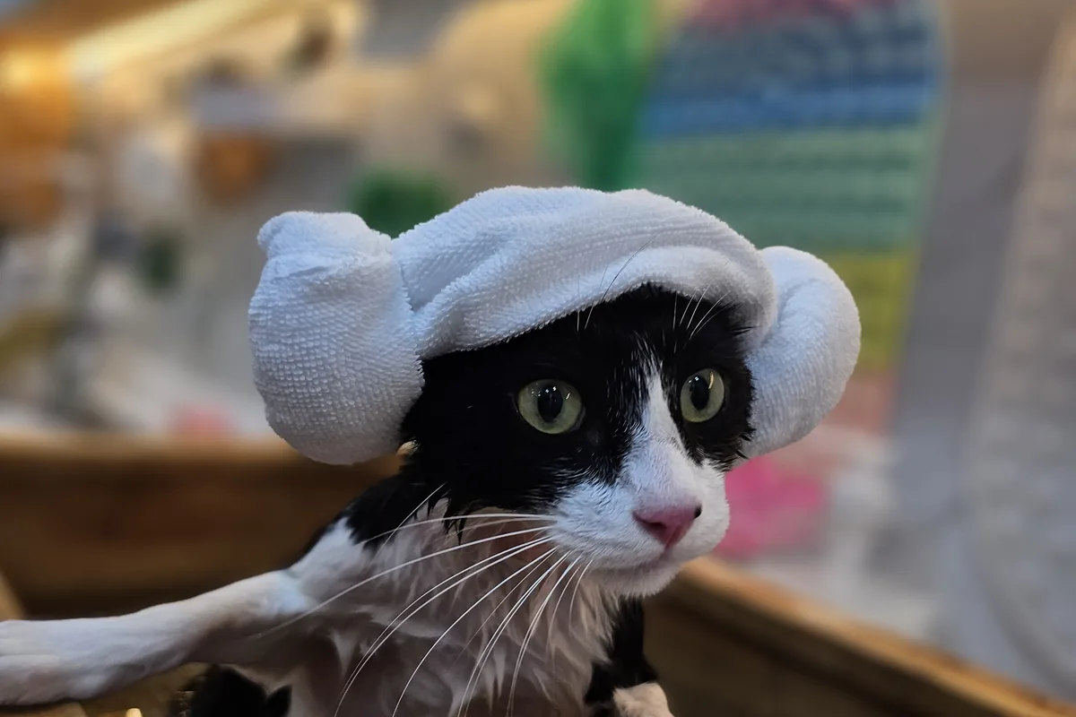 목욕 뒤 수건 모자를 쓴 고양이