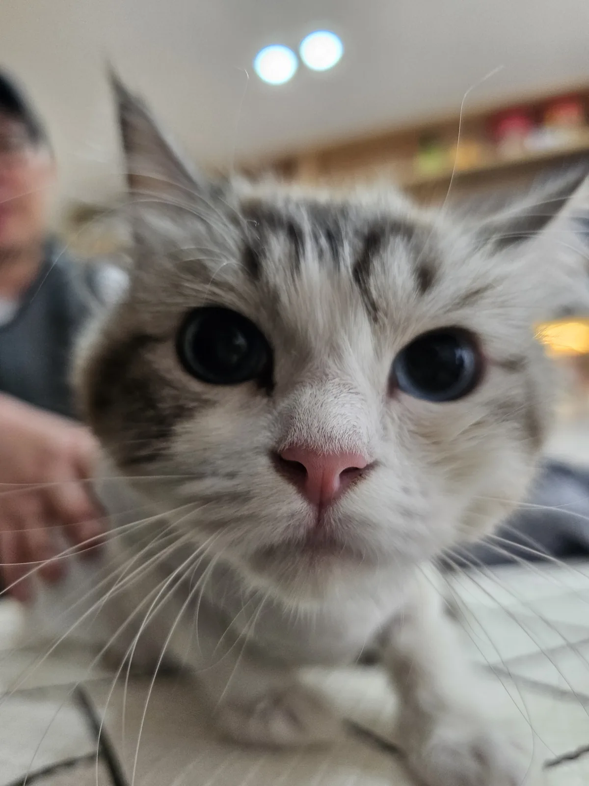 카메라를 가까이 바라보는 고양이