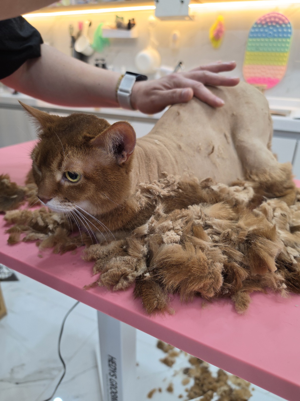 미용대에서 털을 정리받는 갈색 고양이