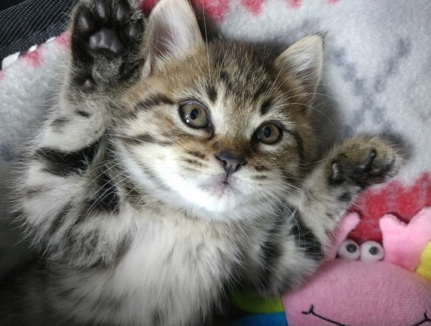 앞발을 들고 누운 아기 고양이