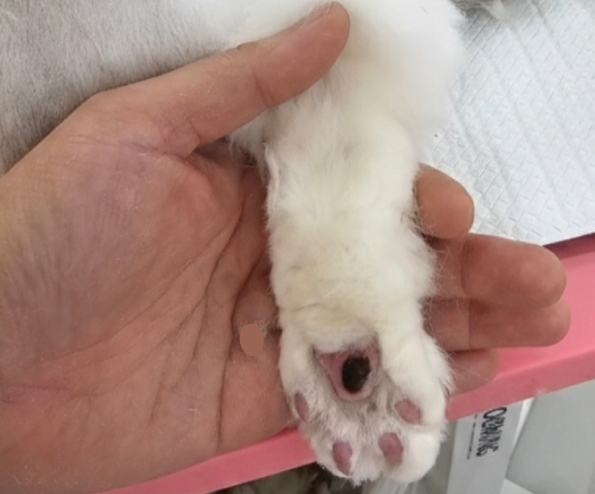 보호자가 잡고 있는 고양이 발바닥